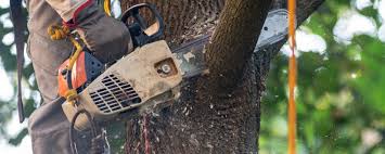 Best Utility Line Clearance  in Aspen Hill, MD