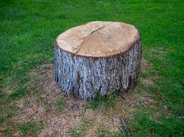 Aspen Hill, MD Tree Removal Company