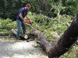 Best Tree Maintenance Programs  in Aspen Hill, MD