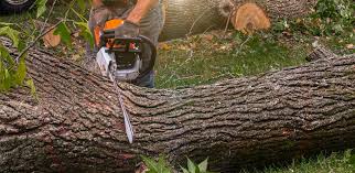 Best Lawn Disease Treatment  in Aspen Hill, MD
