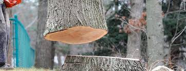 Best Tree Risk Assessment  in Aspen Hill, MD