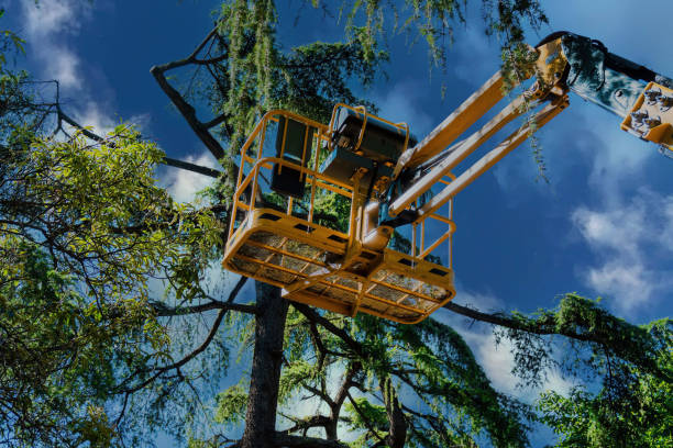 How Our Tree Care Process Works  in  Aspen Hill, MD