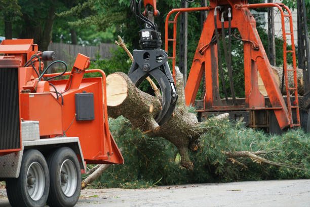 Best Tree Preservation Services  in Aspen Hill, MD