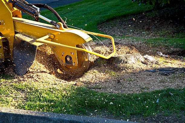 Best Root Management and Removal  in Aspen Hill, MD
