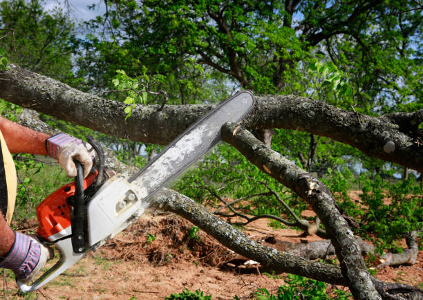 Best Fruit Tree Pruning  in Aspen Hill, MD